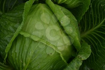 White cabbage. Cabbage growing in the garden. Brassica oleracea. Growing cabbage. Field. Agriculture. Cabbage close-up