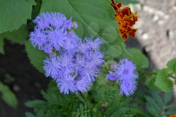 Ageratum Mexican. Ageratum houstonianum. Ageratum houstonianum. Blue fluffy flower. Close-up