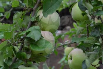 Apple. Grade Florina. Fruits apple on the branch. Apple tree. Garden. Farm. Agriculture. Growing fruits. Horizontal photo