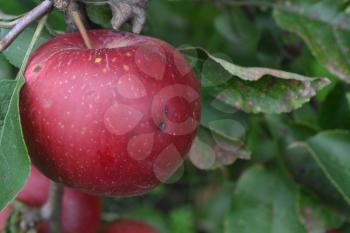 Apple. Grade Jonathan. Apples are red. Winter grade. Fruits apple on the branch. Apple tree. Growing fruits. Garden. Farm. Close-up. Horizontal photo