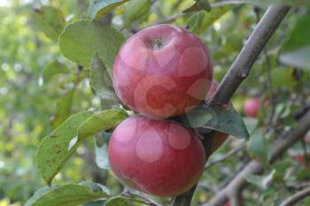 Apple. Grade Jonathan. Apples are red. Winter grade. Growing fruits. Garden. Fruits apple on the branch. Apple tree. Agriculture. Close-up. Horizontal