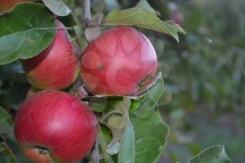 Apple. Grade Jonathan. Apples average maturity. Fruits apple on the branch. Apple tree. Agriculture. Garden. Farm. Close-up. Horizontal