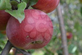 Apple. Grade Jonathan. Apples average maturity.  Growing fruits. Garden. Farm. Fruits apple on the branch. Apple tree. Agriculture. Close-up. Horizontal photo