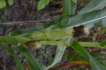 Corn. Zea mays subsp. mays. Corn grows in the garden. Flowers corn. Farm. Garden. Agriculture. Close-up. Vertical photo