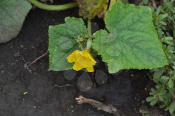 Cucumber. Cucumis sativus. Cucumber Leaves. Flowers cucumber. Cucumber growing in the garden. Garden. Field. Cultivation of vegetables. Agriculture. Horizontal photo
