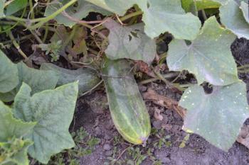 Cucumber. Cucumis sativus. The fruits of cucumber. Cucumber growing in the garden. Garden. Field. Cultivation of vegetables. Agriculture. Horizontal photo