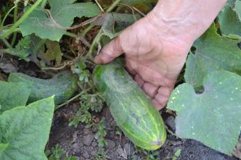 Cucumber. Cucumis sativus. The fruits of cucumber. Cucumber growing in the garden. Hand. Garden. Field. Cultivation of vegetables. Agriculture. Horizontal photo