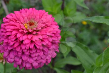 Flower major. Zinnia elegans. Flower pink. close-up. Garden. Field. Floriculture. Horizontal photo