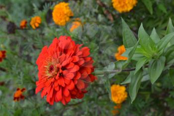 Flower major. Zinnia elegans. Many flowers of different colors - orange, red. Garden. Field. Floriculture. Large flowerbed. Vertical photo