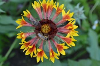 Gaillardia. G. hybrida Fanfare. Two bees on a flower. Summer flower yellow. Annual plant. Sunny summer. Horizontal photo. Blurring background. Close-up