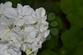 Geranium white. Pelargonium. Garden. Flowers. Beautiful inflorescence. Close-up. Horizontal photo. On blurred background