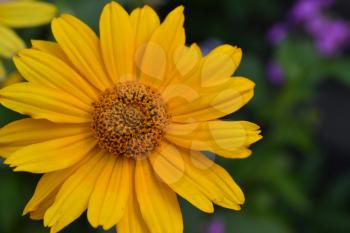 Heliopsis helianthoides. Perennial. Similar to the daisy. Tall flowers. Flowers are yellow. Close-up. On blurred background. It's sunny. Flowerbed. Floriculture. Horizontal photo