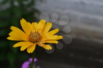 Heliopsis helianthoides. Perennial. Similar to the daisy. Tall flowers. Flowers are yellow. Close-up. On blurred background. It's sunny. Garden. Floriculture. Horizontal photo
