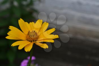 Heliopsis helianthoides. Perennial. Similar to the daisy. Tall flowers. Flowers are yellow. Close-up. On blurred background. It's sunny. Garden. Floriculture. Horizontal