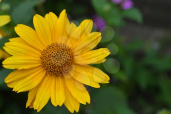 Heliopsis helianthoides. Perennial. Similar to the daisy. Tall flowers. Flowers are yellow. Close-up. On blurred background. It's sunny. Garden. Flowerbed. Floriculture. Horizontal