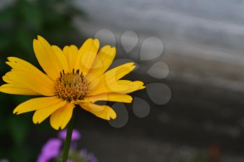 Heliopsis helianthoides. Perennial. Similar to the daisy. Tall flowers. Flowers are yellow. Close-up. On blurred background. It's sunny. Garden. Flowerbed. Horizontal