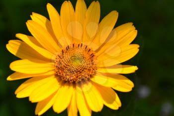 Heliopsis helianthoides. Perennial. Similar to the daisy. Tall flowers. Flowers are yellow. Close-up. On blurred background. It's sunny. Garden. Horizontal