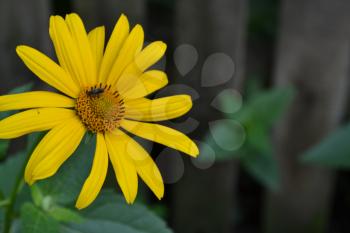 Heliopsis helianthoides. Perennial. Similar to the daisy. Tall flowers. Flowers are yellow. Garden. Flowerbed. Floriculture. Horizontal photo