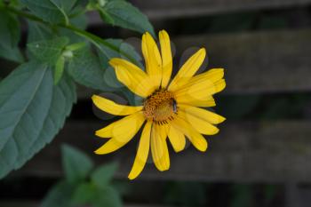 Heliopsis helianthoides. Perennial. Similar to the daisy. Tall flowers. Flowers are yellow. It's sunny. Garden. Flowerbed. Floriculture. Vertical photo