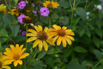 Heliopsis helianthoides. Perennial. Similar to the daisy. Tall flowers. Flowers are yellow. It's sunny. Garden. Flowerbed. Horizontal photo