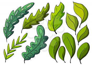 Collection of decorative green leaves. Vector elements for your design. Leaves of trees, flowers. Set of illustrations in hand draw style