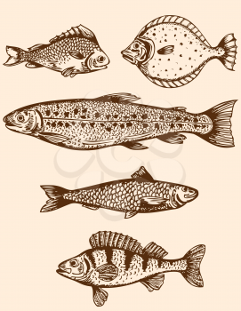 Set of vintage hand drawn saltwater fishes