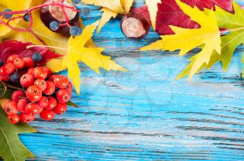 Blue autumn background with yellow and red leaves, rowan berries and chestnuts.