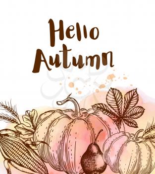 Autumn background with ripe pumpkins, corn and wheat. Hand drawn vector illustration with watercolor texture