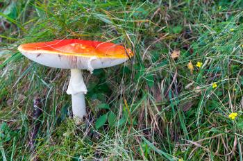 Amanita poisonous mushroom in nature. Red mushroom in the grass.