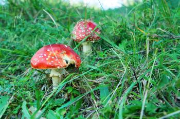 Amanita poisonous mushrooms in nature. Red mushrooms in green grass.