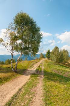Lonely tree on a mountain road in the Carpathians. Natural landscapes of Ukraine.