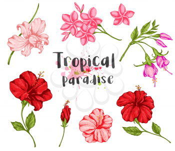 Set of vintage tropical flowers. Hand drawn vector illustration.