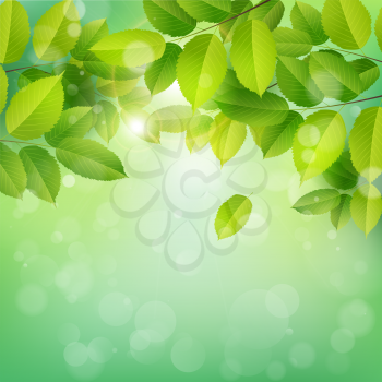 Spring nature banner with green leaves. Elm branch on a green background. Vector illustration.