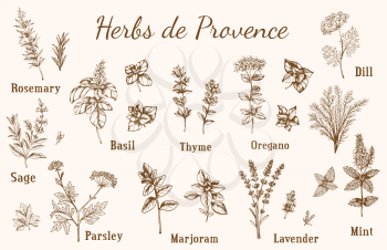 Set of vintage vector hand drawn Provencal spices and herbs.