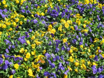 Floral background Pansy flowers blooming brightly on a spring day