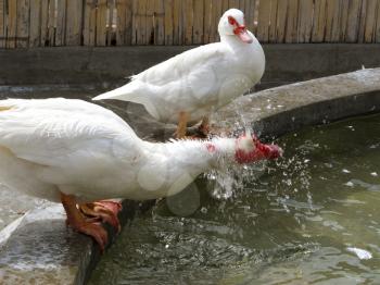 White ducks on a farm drinking water