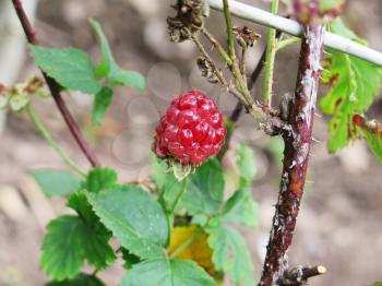Closeup of ripe raspberry fruits on the branch