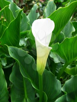 White specimen of beautiful fresh calla flower
