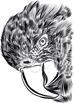 Macaw parrot with a huge beak looks at the camera close-up. Hand drawn sketch vector illustration