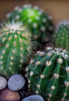 bit spiky with sticking spikes round home cactus close up