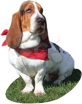 Royalty Free Photo of a Basset Hound Dog