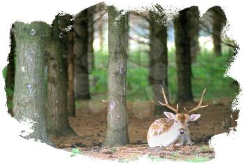 Royalty Free Photo of a Deer Resting in the Woods
