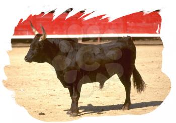 Royalty Free Photo of a Bull in an Arena