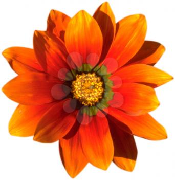 Royalty Free Photo of an Orange Chrysanthemum