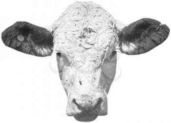 Royalty Free Photo of a Cow Head