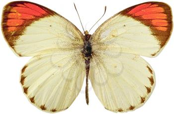Royalty Free Photo of an Orange Tip Butterfly