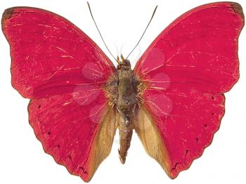 Royalty Free Photo of a Blood Red Cymothoe Butterfly