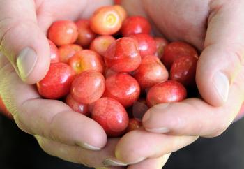 Macro shot of fresh cherry in human hands.