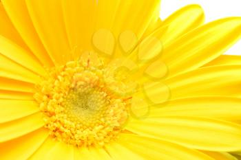 Macro shot of yellow Gerbera bloom with a white background.