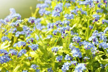 Closeup of the Forget me not plant (Myosotis sylvatica). This plant has small blue blossom and green leaves.